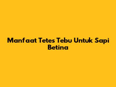 Manfaat Tetes Tebu Untuk Sapi Betina